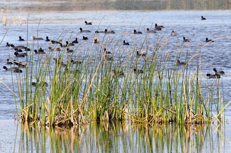 Oasi Lago Salso